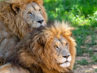 Lion & Safari Park